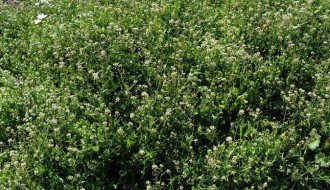 Zapušteno Pravoslavno groblje u Aleksandrovu