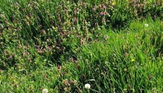 Zapušteno Pravoslavno groblje u Aleksandrovu