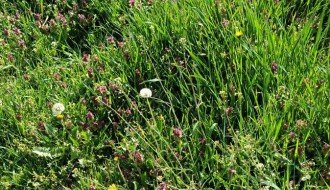 Zapušteno Pravoslavno groblje u Aleksandrovu