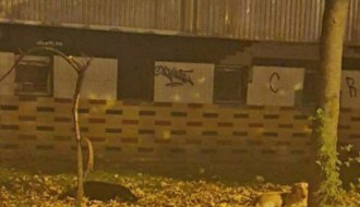 Psi kod Dudove šume