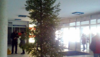 Neobična jelka u Bolnici