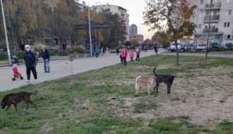 Psi lutalice na Prozivci