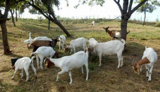 Koze i ostala stoka u Barskoj ulici na Paliću