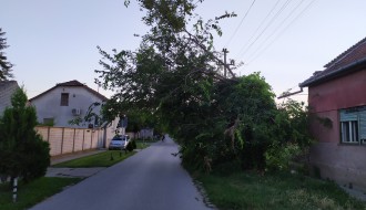 Drvo za uklanjanje u Ulici Sonje Marinković