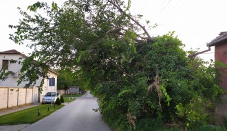 Drvo za uklanjanje u Ulici Sonje Marinković