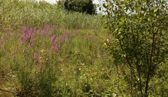 Zapušten plac u Kozaračkoj ulici