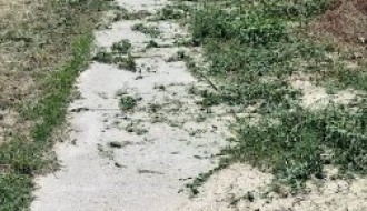 Zanemareni delovi Subotice zarasli u travu i ambroziju