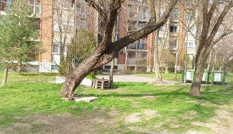 Iskrivljeno drvo preko puta Don picerije