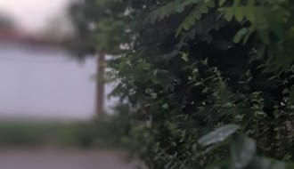 Raskrsnica Novoselske i Glamočke nepregledna zbog neuređenog zelenila