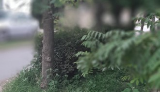 Raskrsnica Novoselske i Glamočke nepregledna zbog neuređenog zelenila