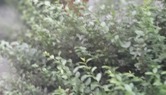 Raskrsnica Novoselske i Glamočke nepregledna zbog neuređenog zelenila