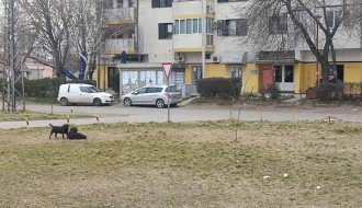 Opasnost od agresivnih pasa u Aleksandrovu