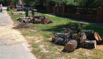 Tri stabla isušene breza u Bohinjskoj ulici na Paliću