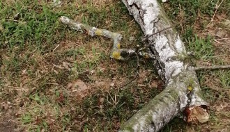 Tri stabla isušene breza u Bohinjskoj ulici na Paliću