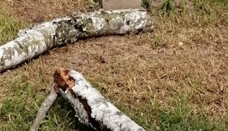 Tri stabla isušene breza u Bohinjskoj ulici na Paliću