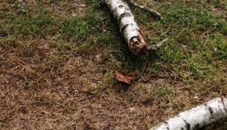 Tri stabla isušene breza u Bohinjskoj ulici na Paliću