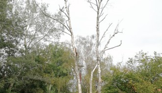 Tri stabla isušene breza u Bohinjskoj ulici na Paliću