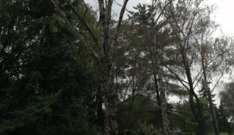 Tri stabla isušene breza u Bohinjskoj ulici na Paliću