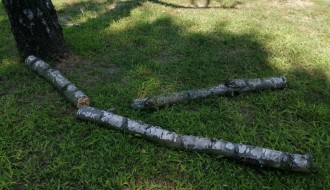 Tri stabla isušene breza u Bohinjskoj ulici na Paliću