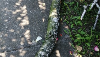 Tri stabla isušene breza u Bohinjskoj ulici na Paliću