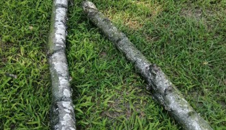 Tri stabla isušene breza u Bohinjskoj ulici na Paliću