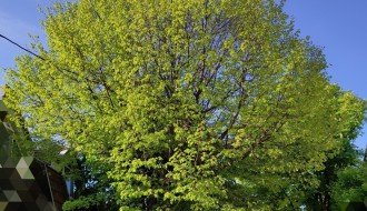 Krošnja urasla u žice elektro vodova u Ustaničkoj ulici