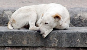 Trovanje životinja na Kelebiji