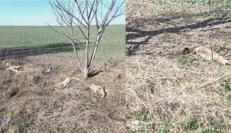 Na Đurđinskoj deponiji lešine lisica pored puta