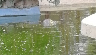 Zoološki vrt na Paliću - nimalo pohvalno