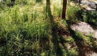 Uređivanje zelenih površina u ulicama Miloša Crnjanskog, Save Kovačevica i Hrastove.