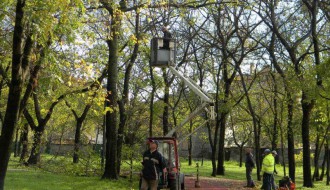 Proređivanje Dudove šume