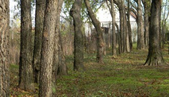 Proređivanje Dudove šume