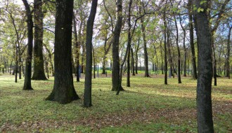 Proređivanje Dudove šume