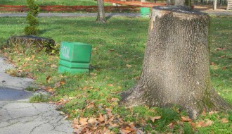 Proređivanje Dudove šume