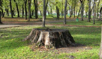 Proređivanje Dudove šume