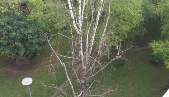 Suva breza u ulici Dušana Petrovića