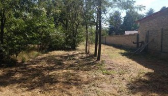 Rasadnik ambrozije na Kelebiji