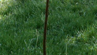 Krađa mladih sadnica ispred zgrade u Pesničkoj 18