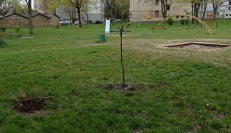 Krađa mladih sadnica ispred zgrade u Pesničkoj 18