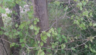 Nagnuta bandera elektrovoda u Jorgovanskoj ulici