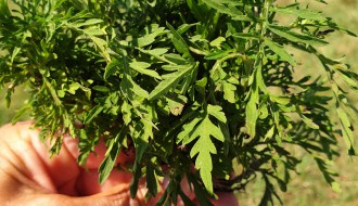 Ambrozija na Peščanoj plaži na Paliću