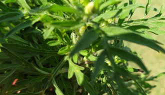 Ambrozija na Peščanoj plaži na Paliću