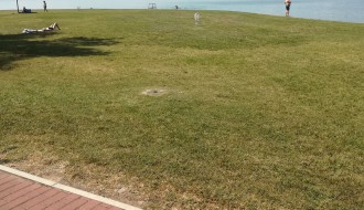 Ambrozija na Peščanoj plaži na Paliću