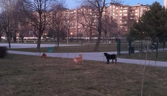 Opet gomila pasa na Prozivci