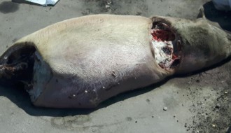 Leševi domaćih životinja