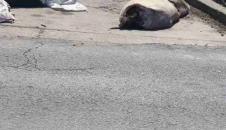 Leševi domaćih životinja