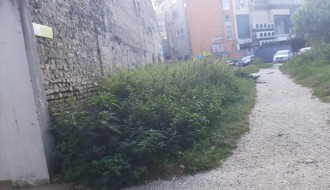Ambrozija u centru grada koju godinama niko ne kosi