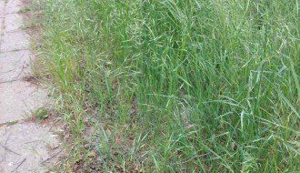 Zarasla javna površina na Čantavirskom putu