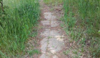 Zarasla javna površina na Čantavirskom putu