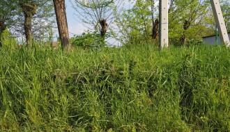 Nemarnost - plac zarastao u travu